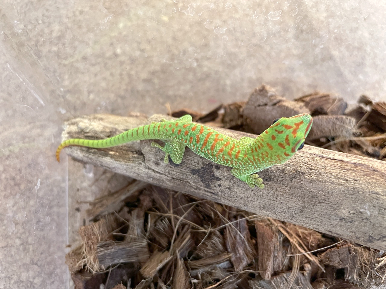 グランディスヒルヤモリ(4)