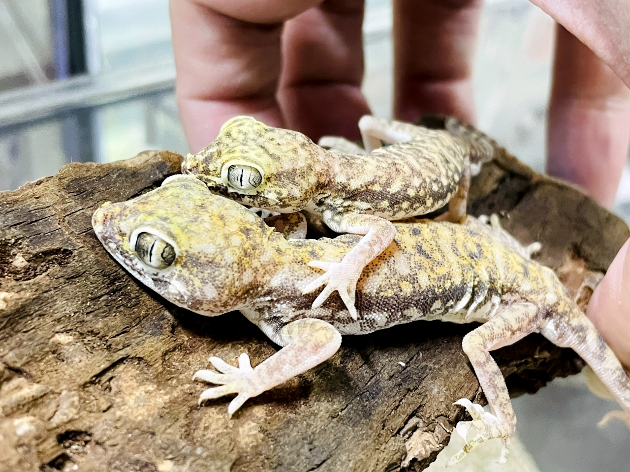 ペトリボウユビヤモリ(3)