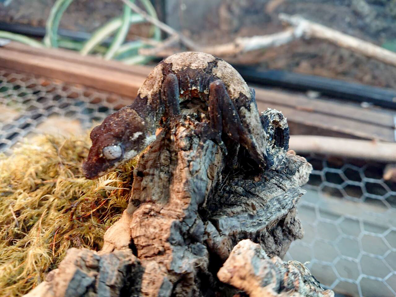 エロークホソユビヤモリ(4)