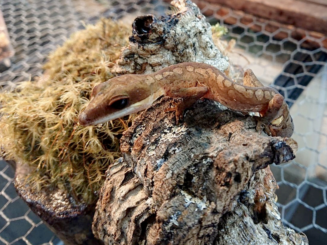 マレーシアキャットゲッコー(6)