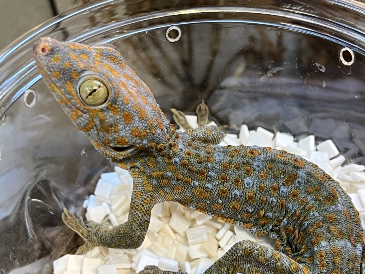 トッケイヤモリ(3)