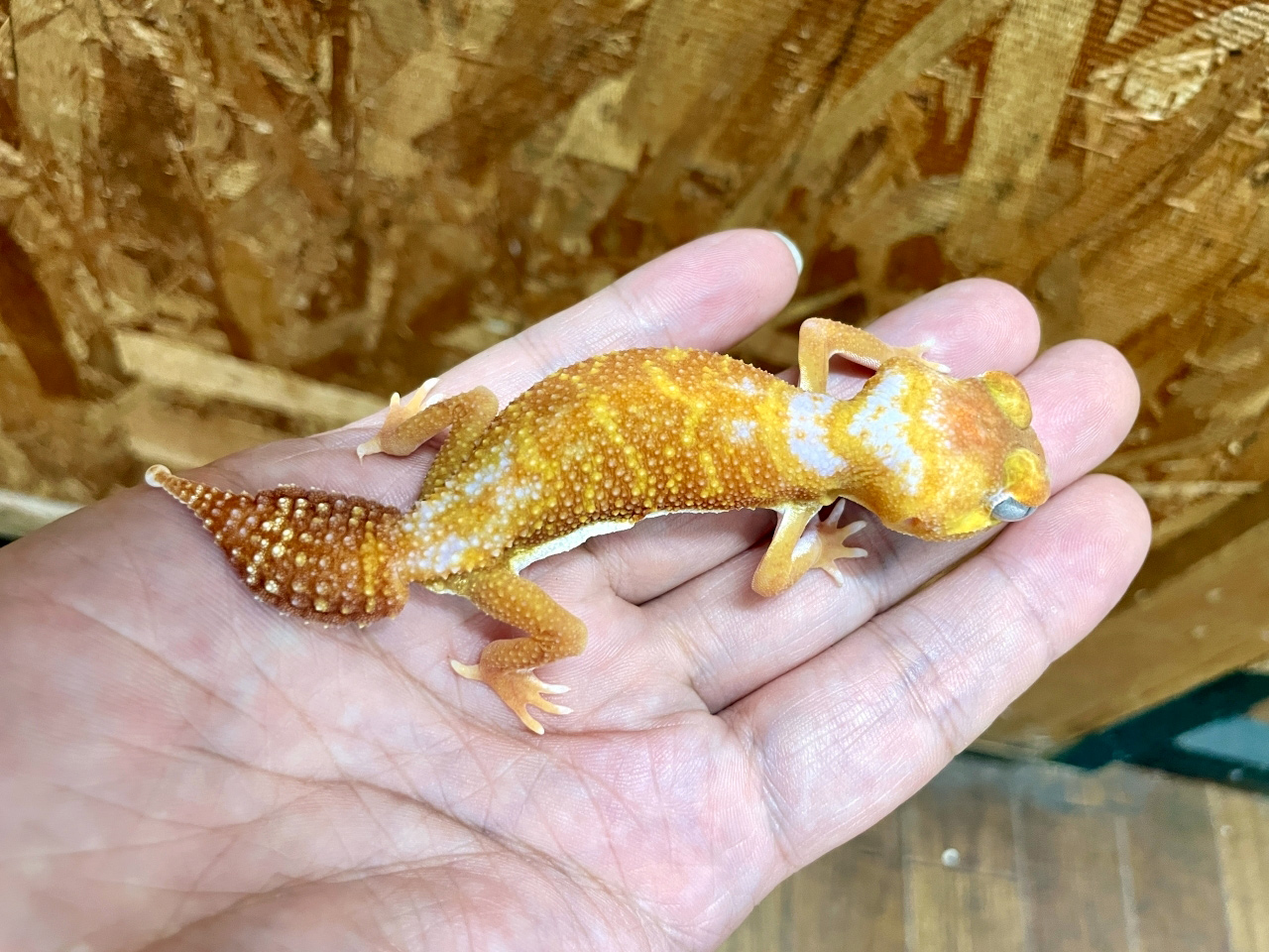 ピルバラナメハダタマオヤモリ(2)