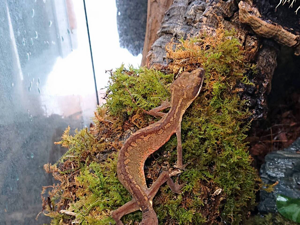 マレーシアキャットゲッコー(7)