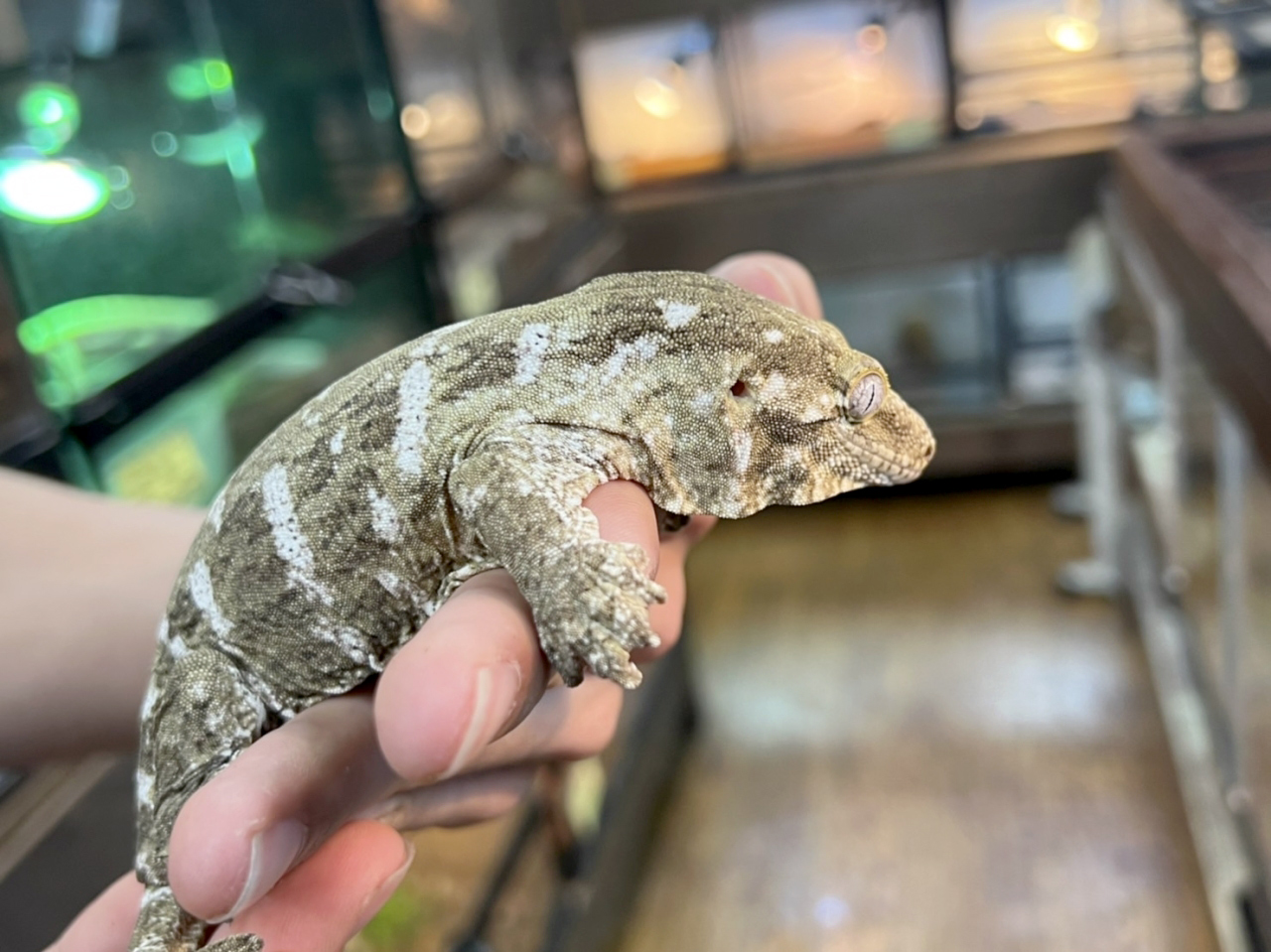 ニューカレドニアジャイアントゲッコー（グランテラ）(6)