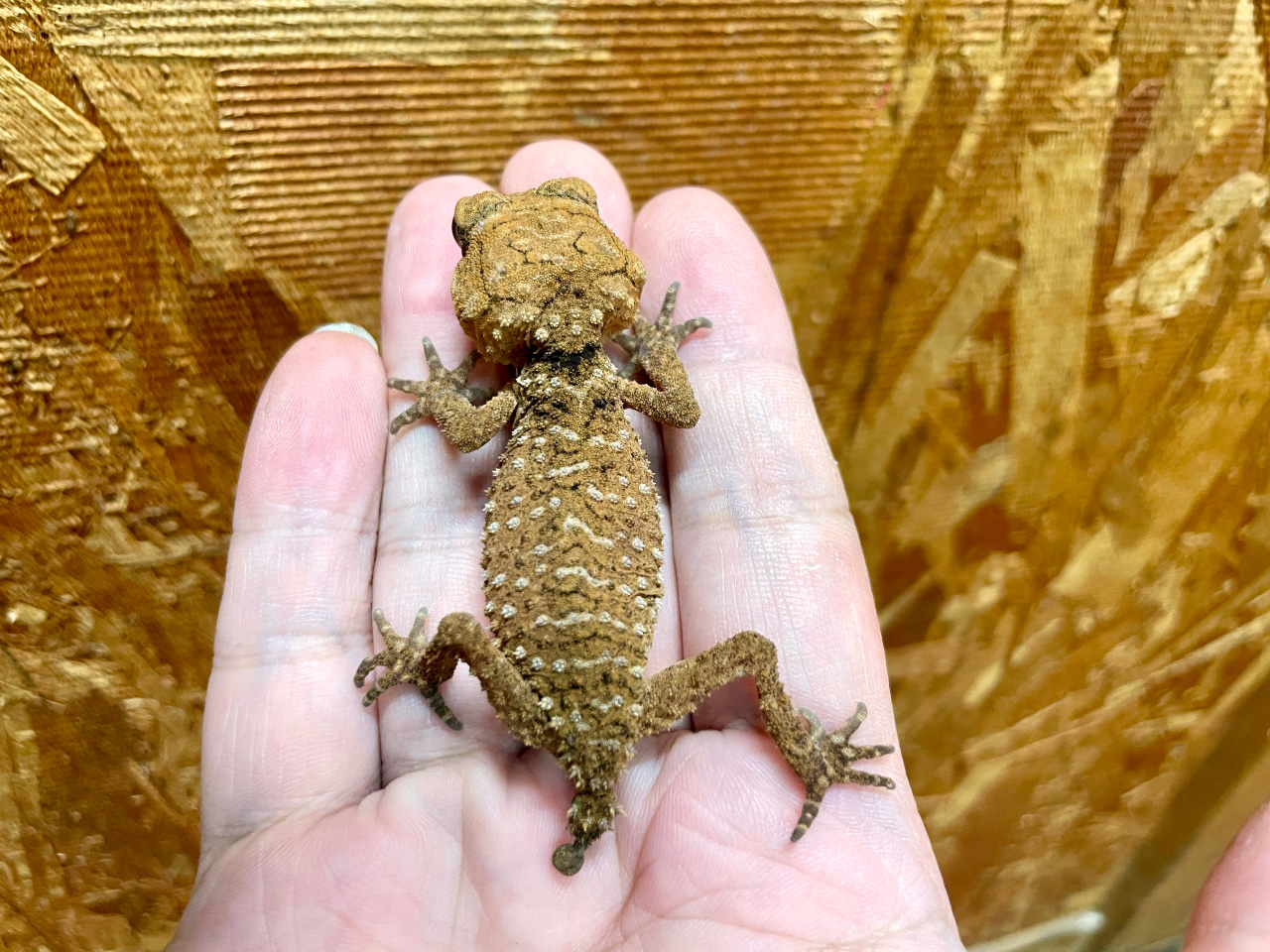 オニタマオヤモリ(7)