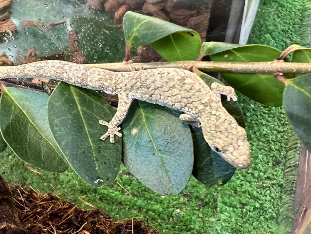 オキシデンタリスクチサケヤモリ