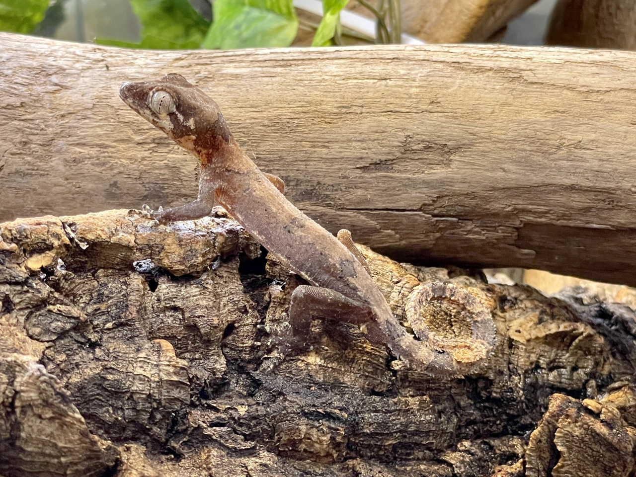 エロークホソユビヤモリ(9)