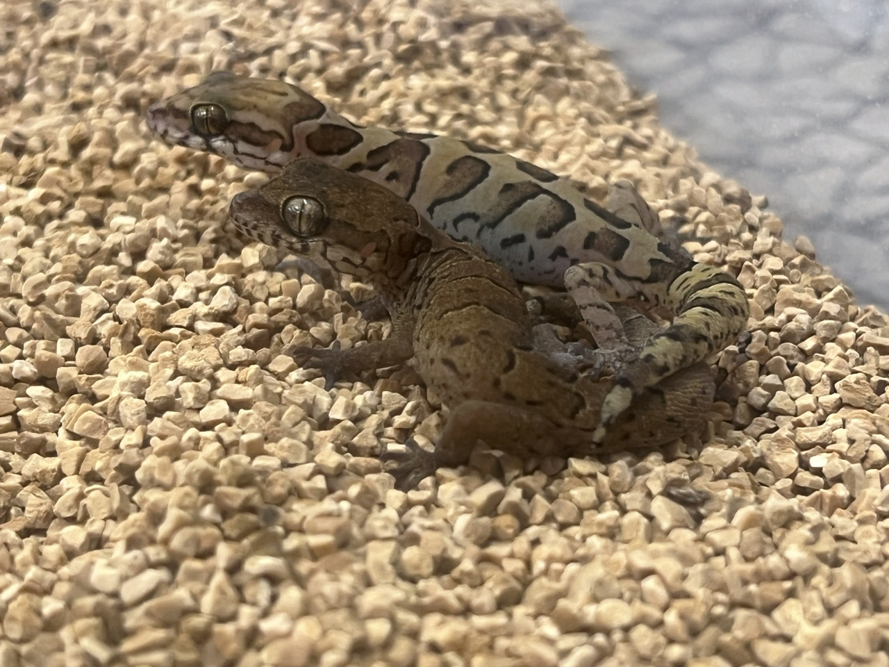 ゴールコンダアクマヤモリ(3)