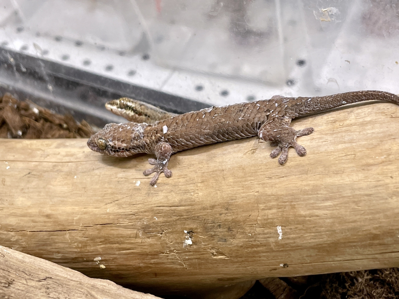 オオバクチヤモリ(7)