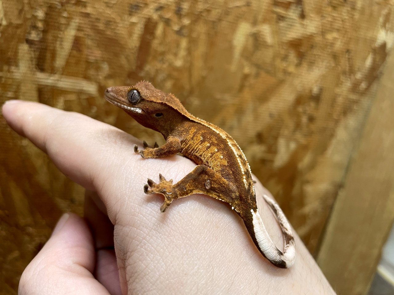 クレステッドゲッコー(4)