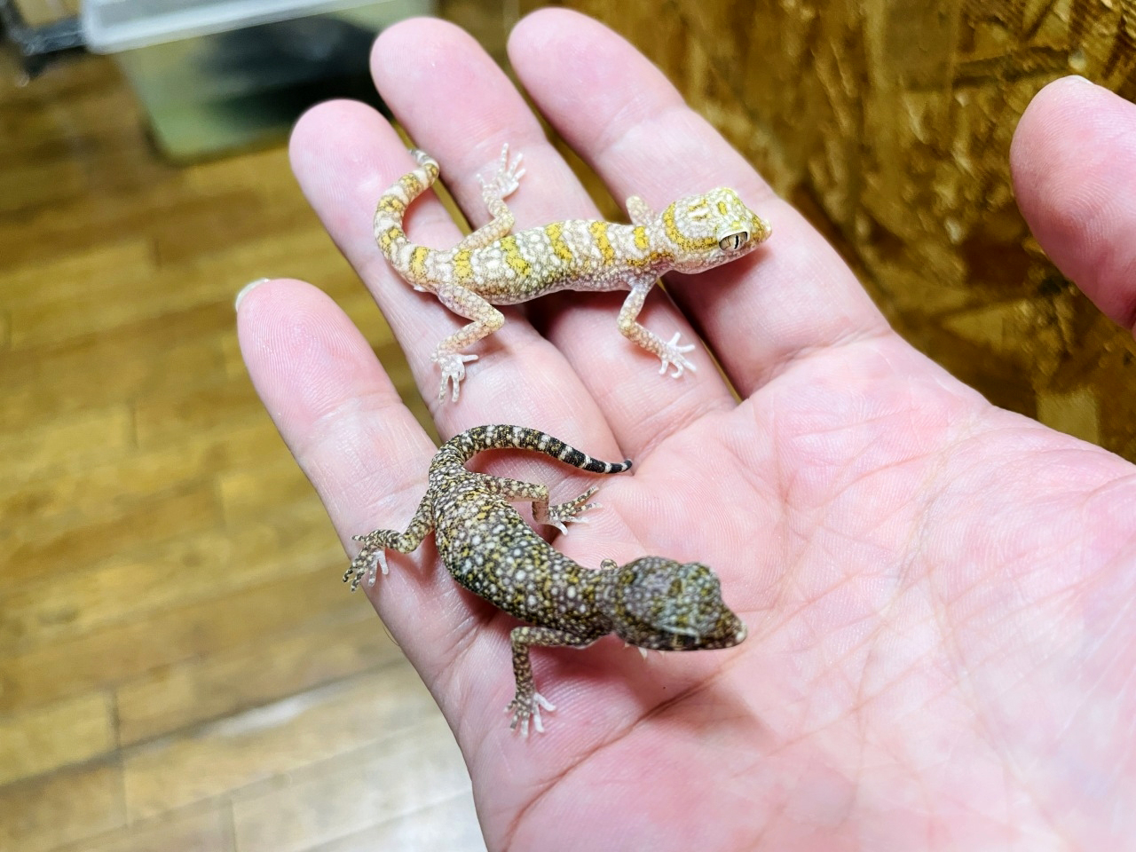 エレガンスボウユビヤモリ(4)