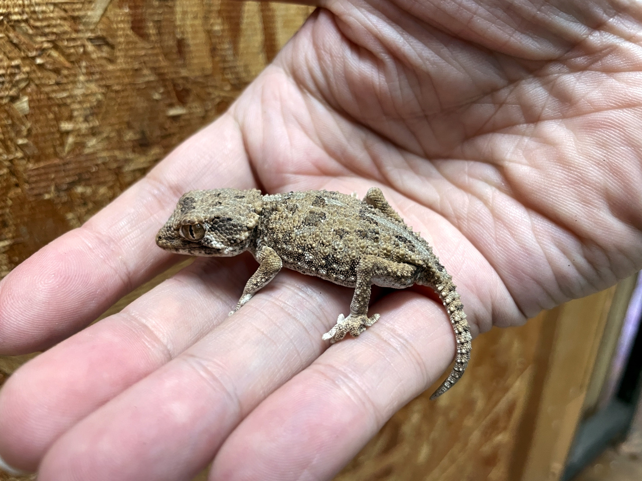 ヘルメットゲッコー(8)