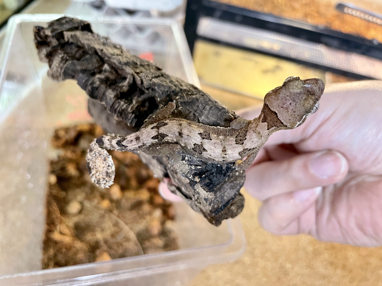 エロークホソユビヤモリ(8)