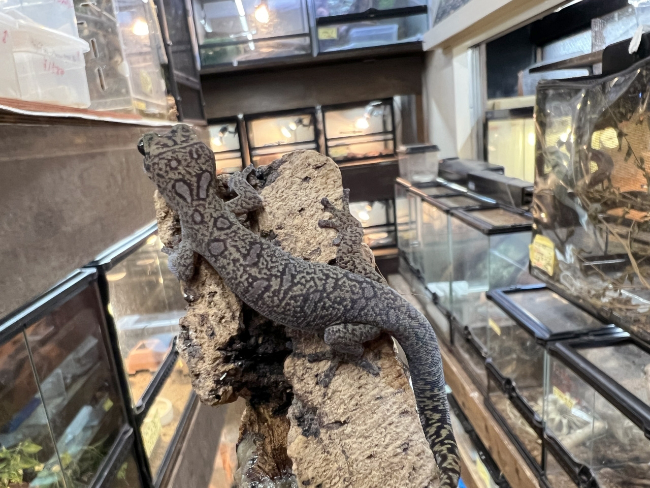 オセラータビロードヤモリ(6)