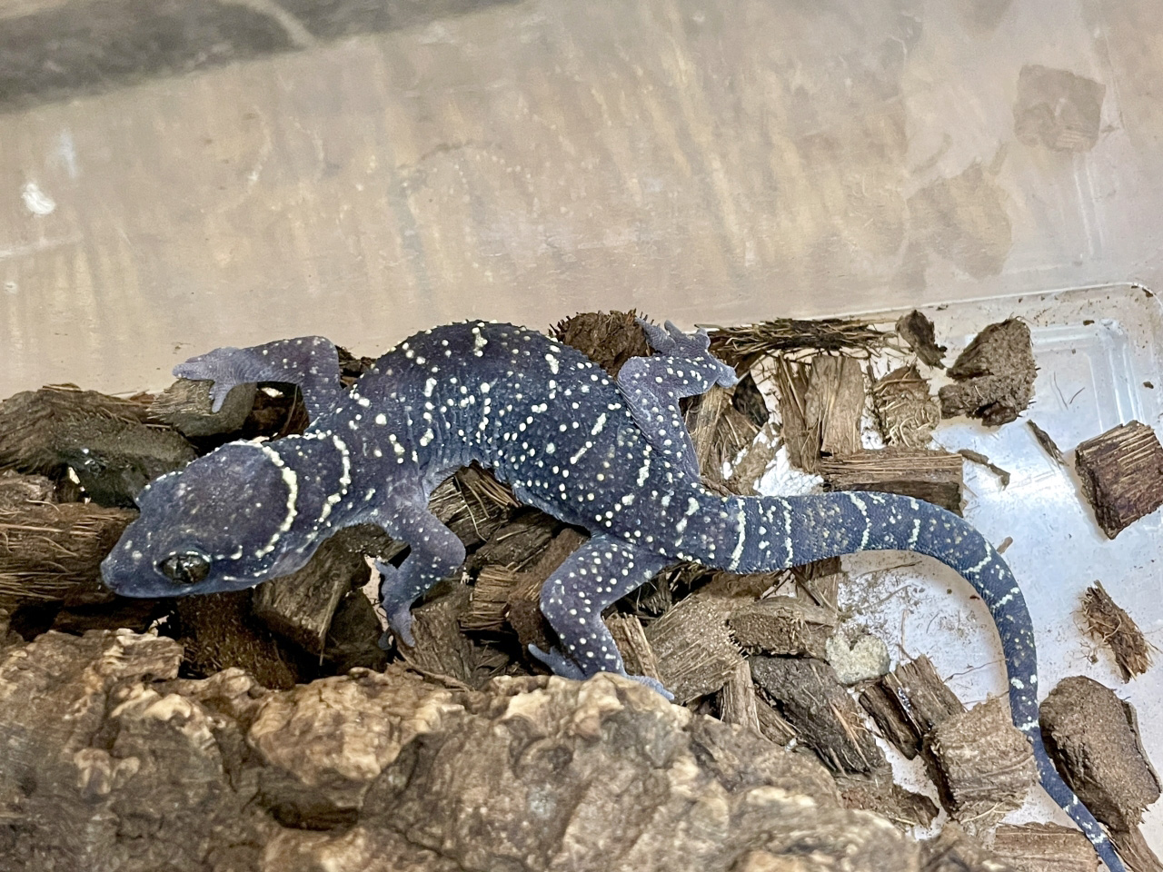 ヒロオビナキヤモリ(4)