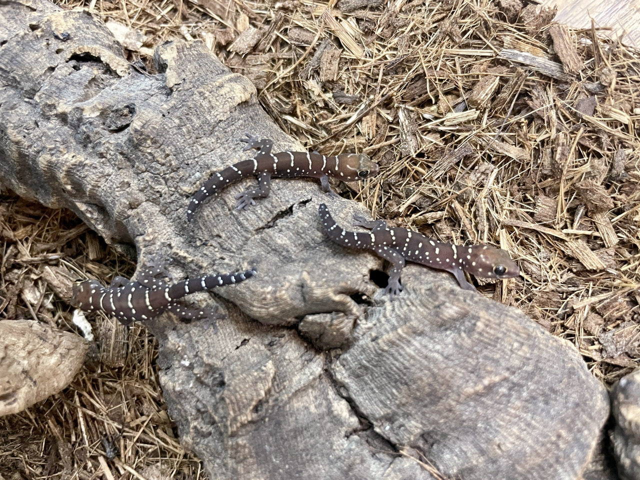 タイガーゲッコー(1)