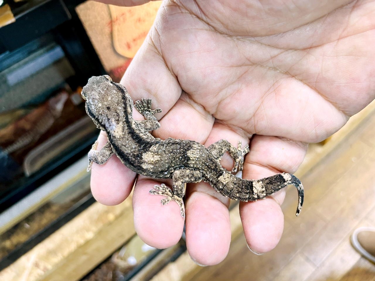 クラカケカベヤモリ(2)