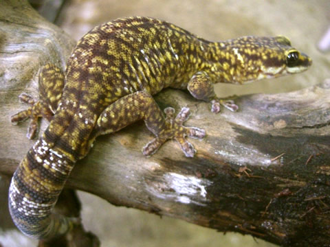 ハスオビビロードヤモリ(5)