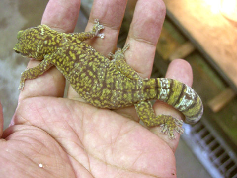 ハスオビビロードヤモリ(6)