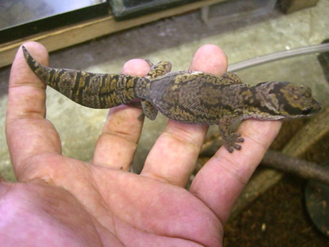 ハスオビビロードヤモリ(3)