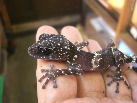 マソベササクレヤモリ(1)