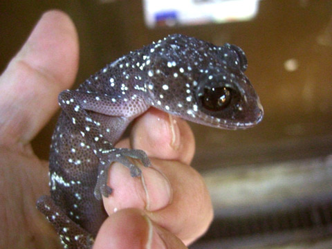 マソベササクレヤモリ(2)