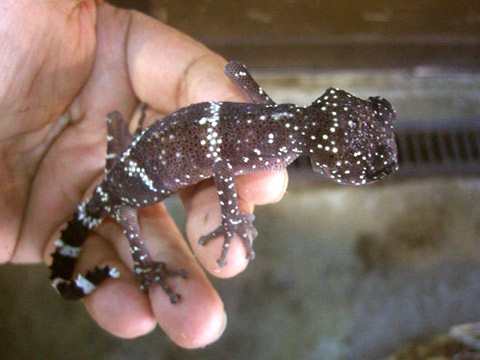 マソベササクレヤモリ(3)