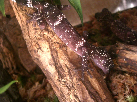 マソベササクレヤモリ(4)