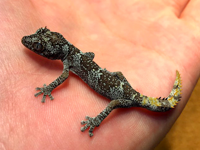 マツゲイシヤモリ(9)