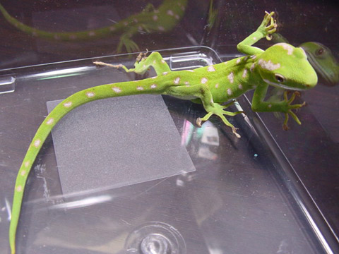 アカジタミドリヤモリ(3)