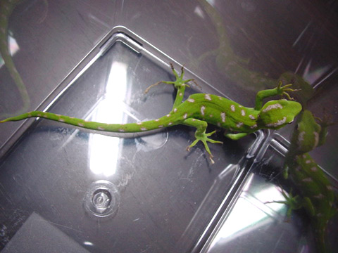 アカジタミドリヤモリ(4)