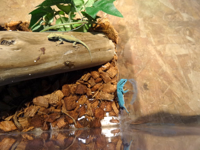 ブルーゲッコー(7)