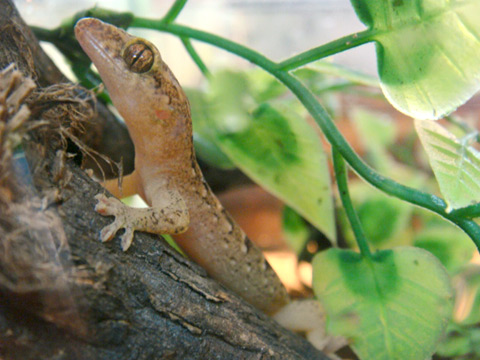 ババイヤゲイタイナ(1)