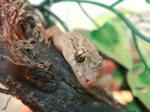 ババイヤゲイタイナ(2)