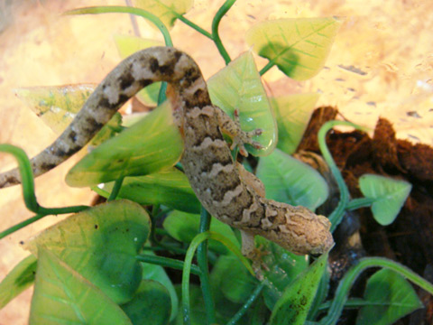 ババイヤゲイタイナ(3)