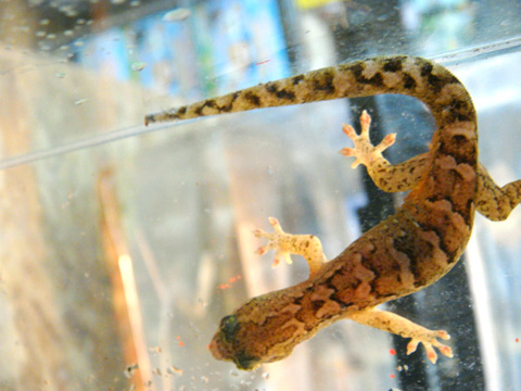 ババイヤゲイタイナ(4)