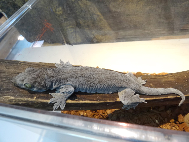 ハルマヘラジャイアントゲッコー(3)