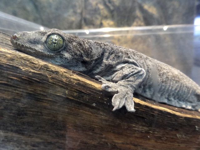 ハルマヘラジャイアントゲッコー(4)