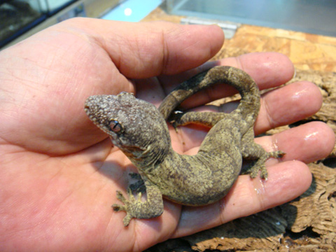 コモチミカドヤモリ