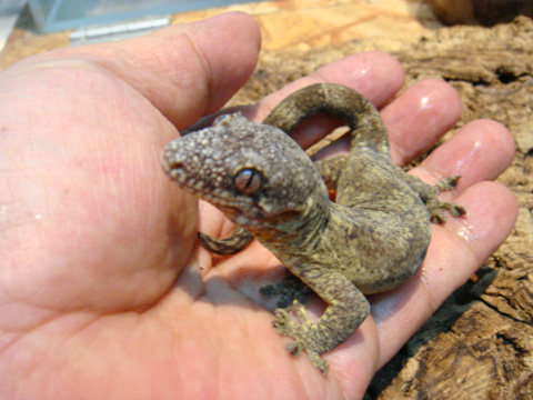 コモチミカドヤモリ(2)