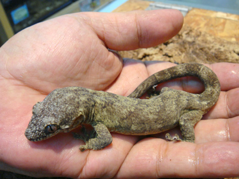 コモチミカドヤモリ(3)