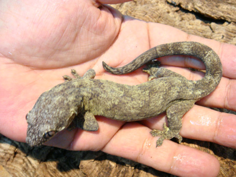 コモチミカドヤモリ(4)