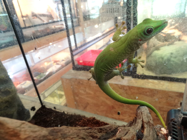 ベーメオオヒルヤモリ(1)