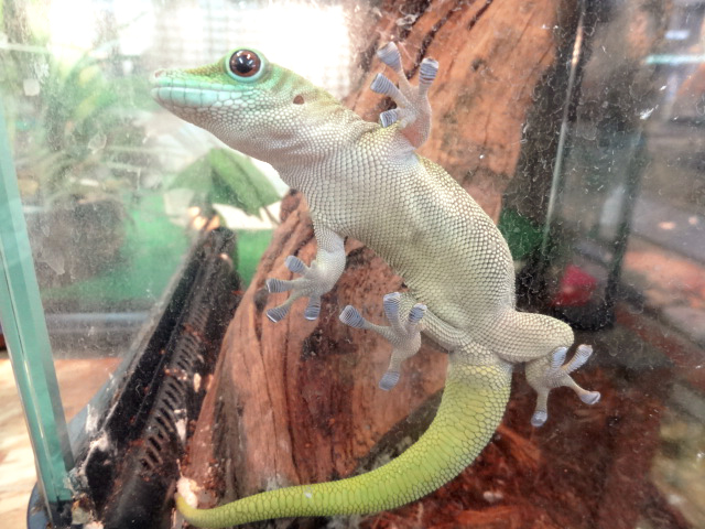 ベーメオオヒルヤモリ(3)