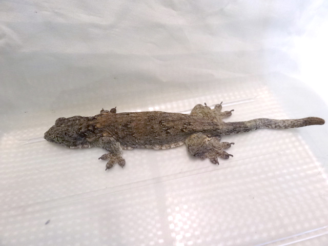 ハルマヘラジャイアントゲッコー(5)