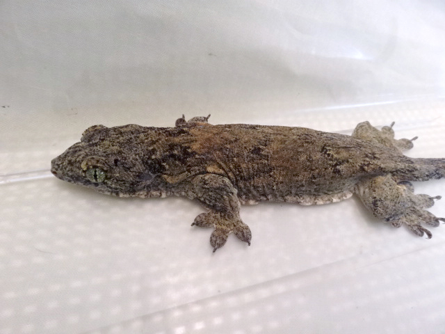 ハルマヘラジャイアントゲッコー(6)