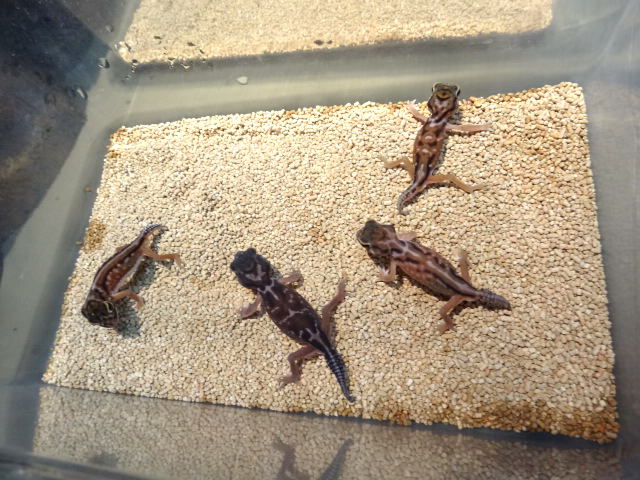 デレアニタマオヤモリ(4)