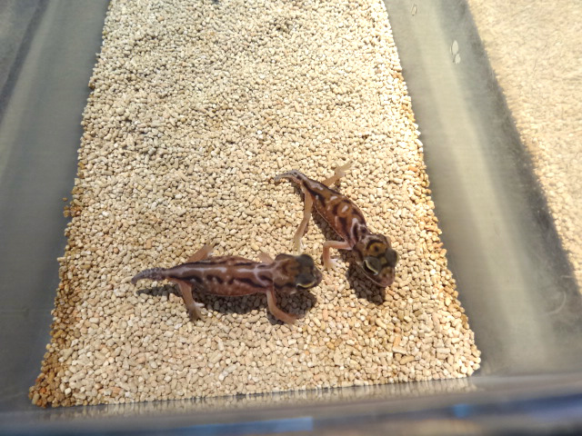 デレアニタマオヤモリ(3)