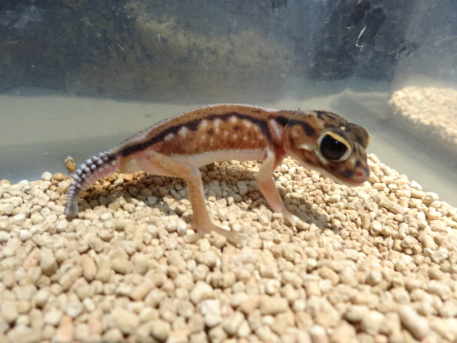 デレアニタマオヤモリ(1)