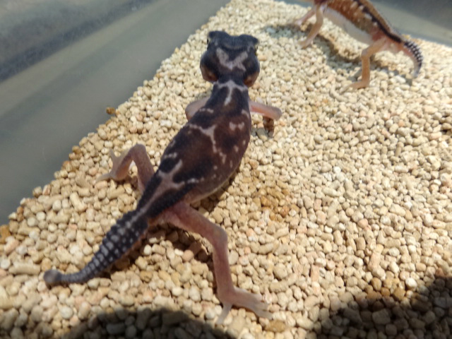 デレアニタマオヤモリ(2)